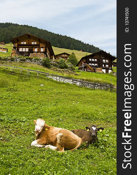 Cows resting in field in Gimmelwald Swiss Alps. Cows resting in field in Gimmelwald Swiss Alps