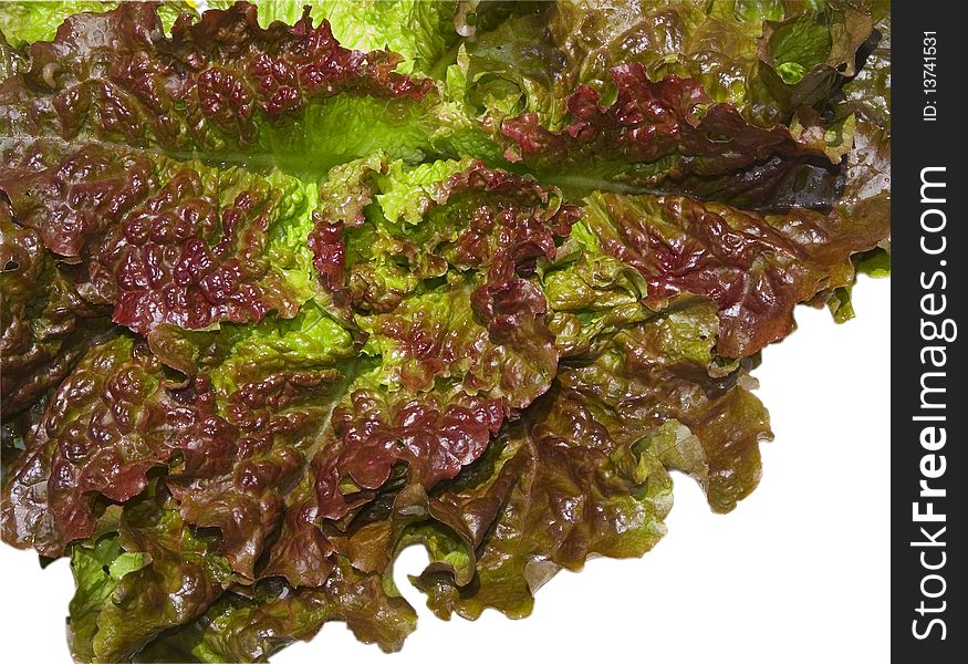 Red lettuces on white background