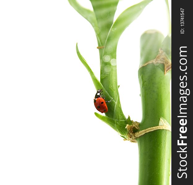 Ladybird sitting on a bamboo leaves