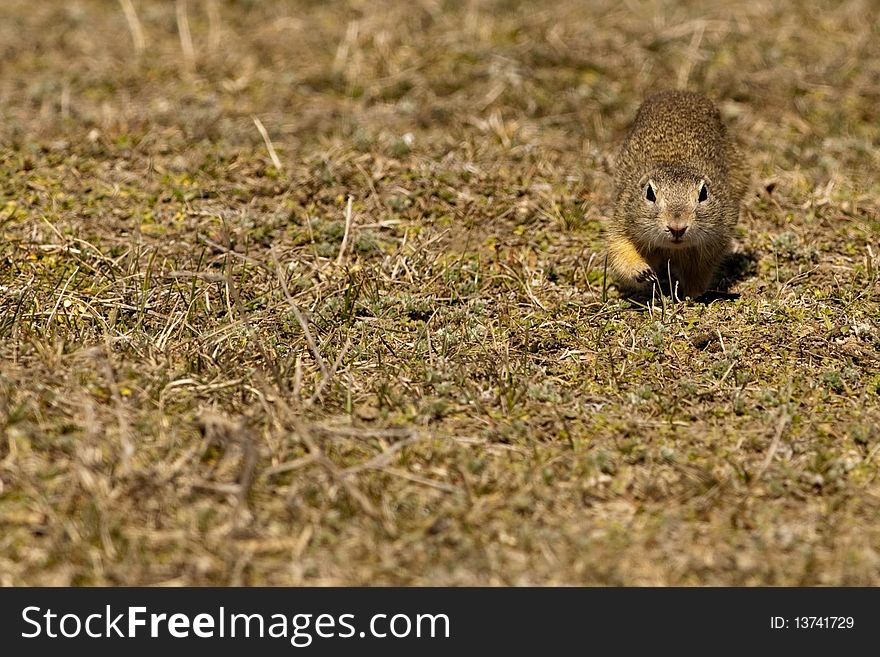 Souslik or European Ground Squirrel on ground