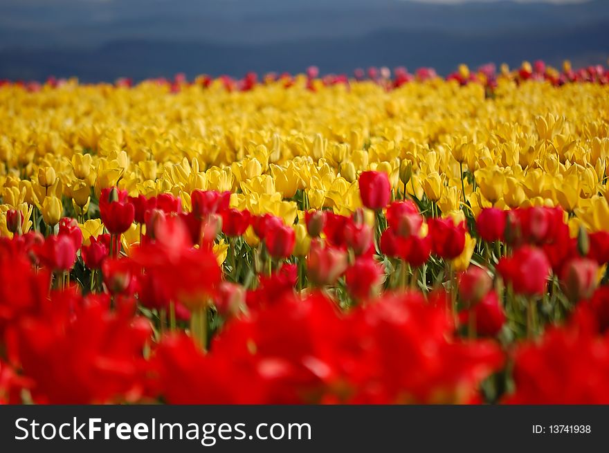 A large field of red and yellow tulips. A large field of red and yellow tulips.