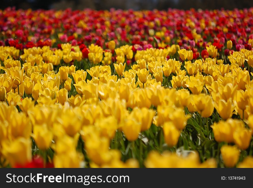 A field of yellow tulips with a mixed color field in the background. A field of yellow tulips with a mixed color field in the background.