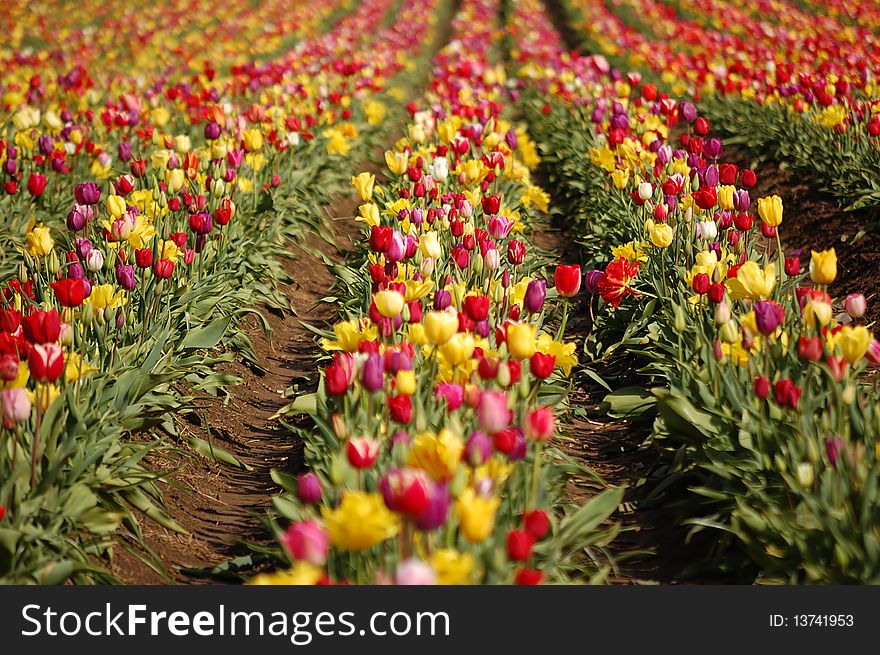 A field of rows of mixed color tulips. A field of rows of mixed color tulips.