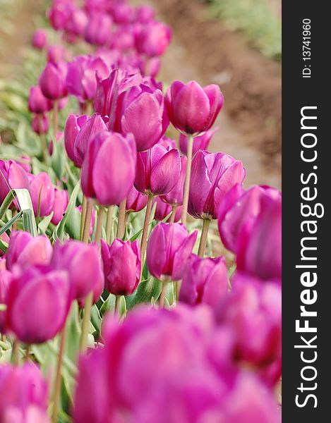 Purple Tulips Closeup