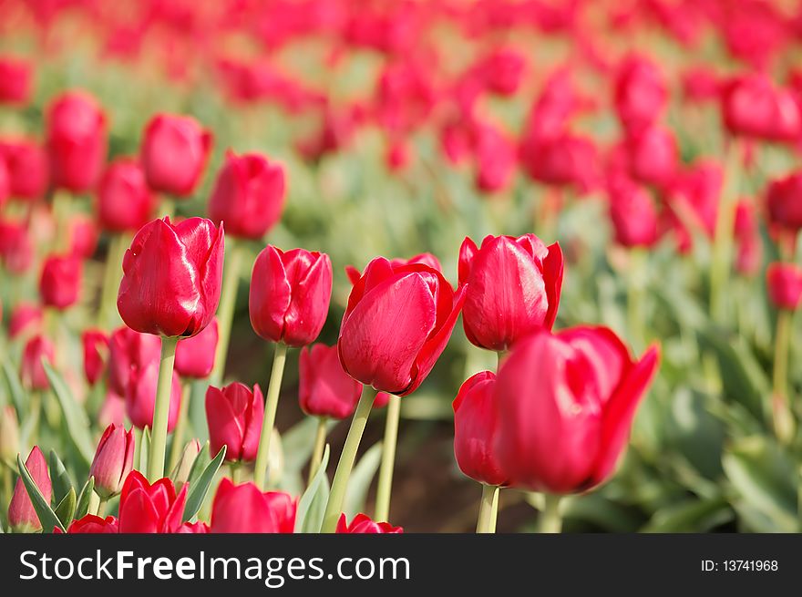 Closeup of a row of red tulips with other rows in the background. Closeup of a row of red tulips with other rows in the background.