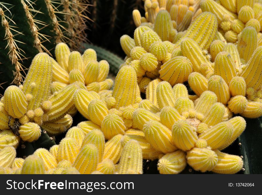 Detail of many yellow shoot of the cactaceous plant, with fresh color and tiny stings on surface. Detail of many yellow shoot of the cactaceous plant, with fresh color and tiny stings on surface.