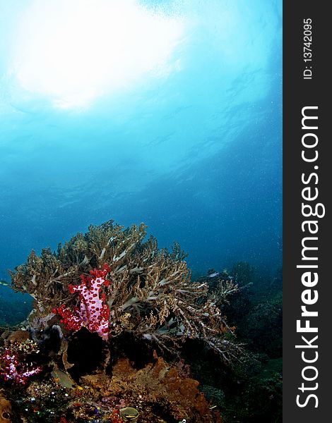 Beautiful and colorful underwater view at Ambon, Maluku, Indonesia. Beautiful and colorful underwater view at Ambon, Maluku, Indonesia