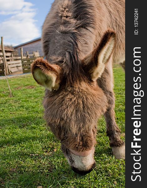 Grazing donkey shot from a low angle of view