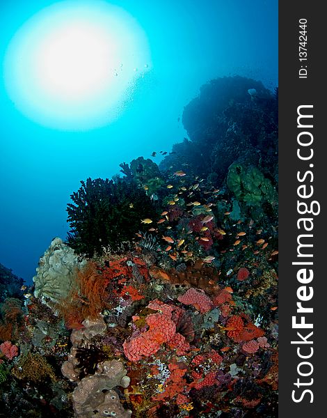 Beautiful and colorful underwater view at Ambon, Maluku, Indonesia. Beautiful and colorful underwater view at Ambon, Maluku, Indonesia