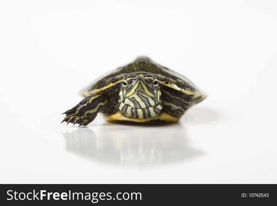 Turtle walking in front of a white background