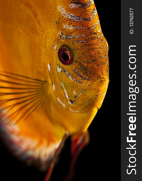 Discus fish - Symphysodon aequifasciatus - close up macro