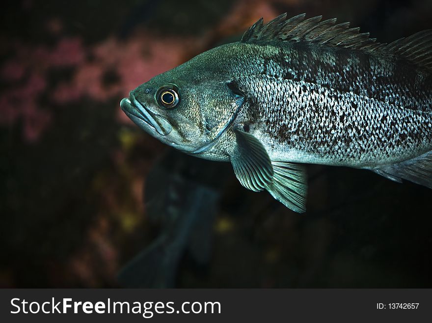 Rockcod Fish - close up macro
