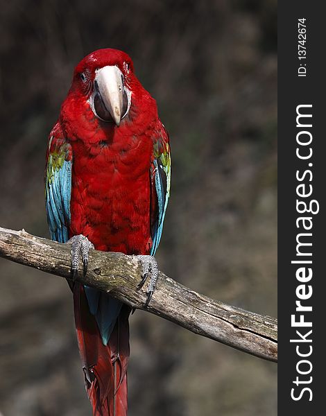 The Scarlet Macaw (Ara macao) is a large, colorful macaw. It is native to humid evergreen forests in the American tropics. Range extends from extreme south-eastern Mexico to Amazonian Peru, Bolivia and Brazil in lowlands up to 500 m (1,640 ft) (at least formerly) up to 1,000 m (3,281 ft).