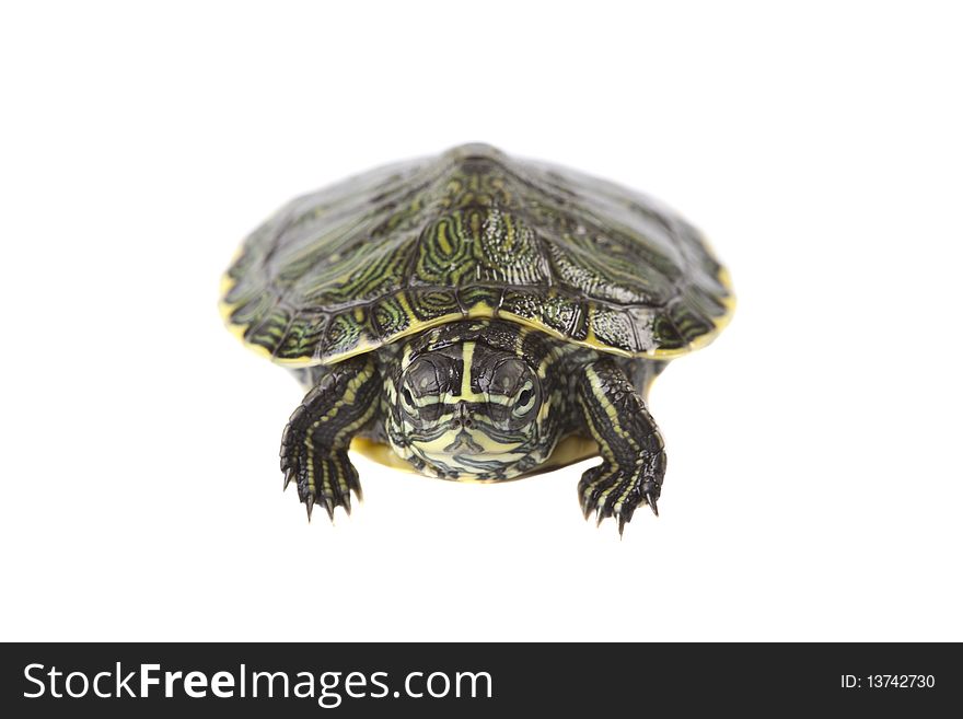 Turtle walking in front of a white background. Turtle walking in front of a white background