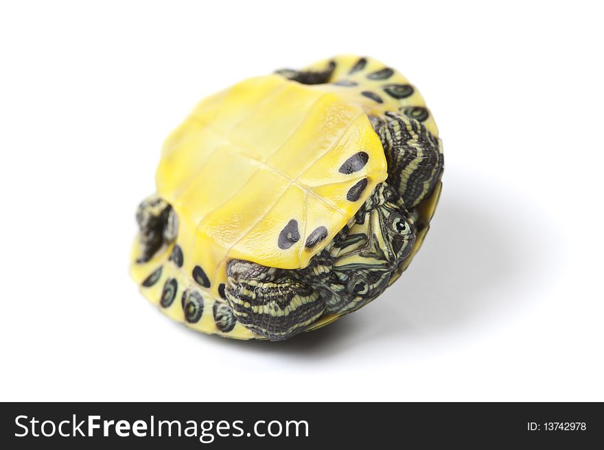 Turtle - isolated on white background