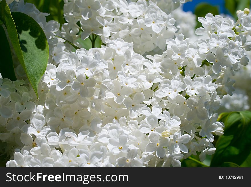 Close-up branch of white lilac flowers