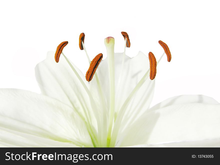 White lily isolated on white background