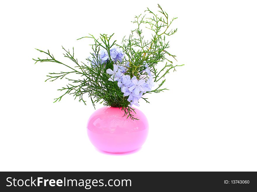 Blue tropical flowers in vase isolated on white background.