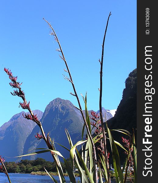 The Southern Alps in New Zealand. The Southern Alps in New Zealand