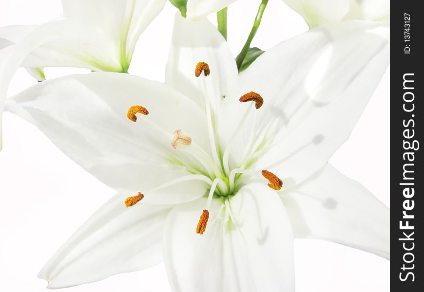 White lilies isolated on white background. White lilies isolated on white background