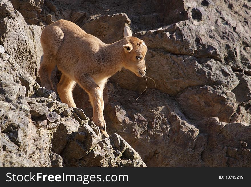 Barbary Sheep juvenile