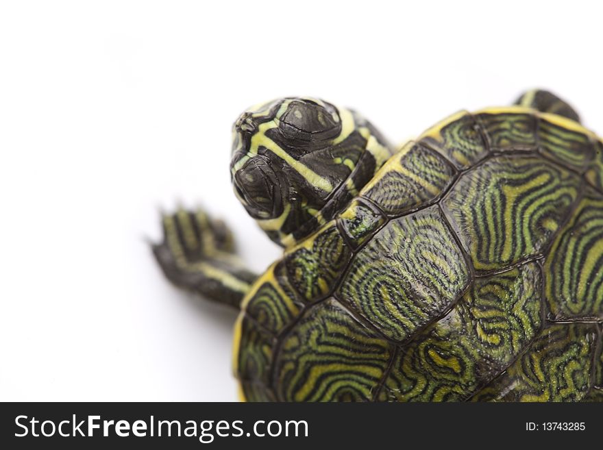 Turtle walking on a white background. Turtle walking on a white background