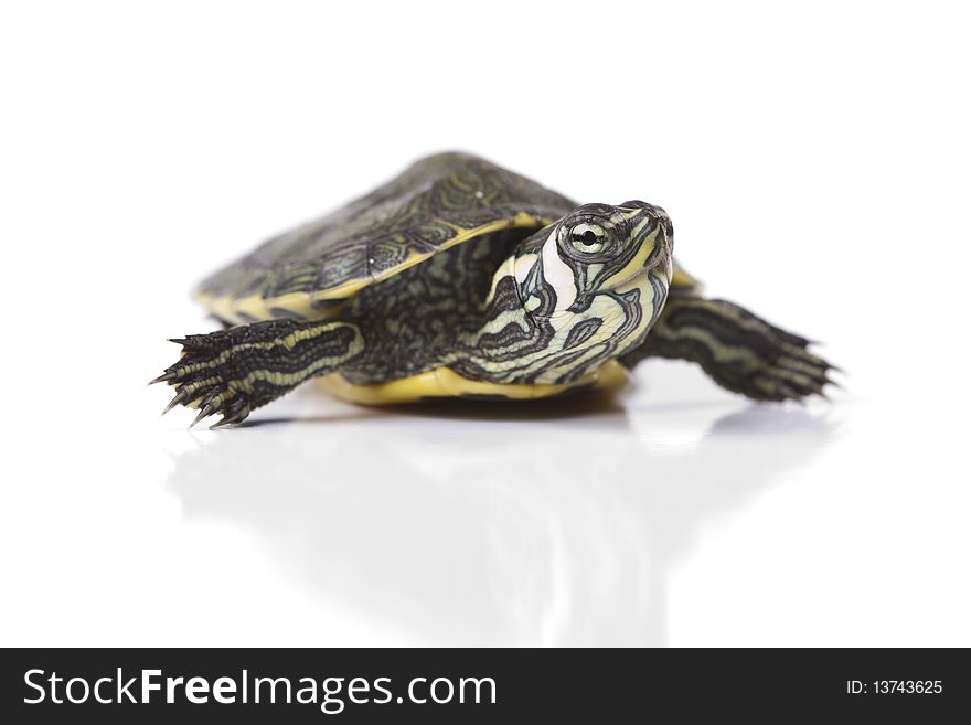 Turtle walking in front of a white background. Turtle walking in front of a white background