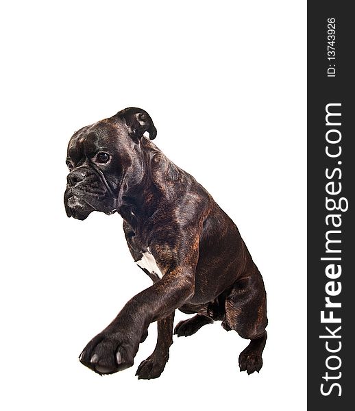 Brindle boxer dog on white background asking for food giving leg trick. Brindle boxer dog on white background asking for food giving leg trick