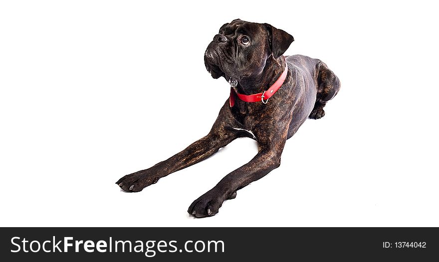 Brindle boxer dog sitting in studio on white isolated background