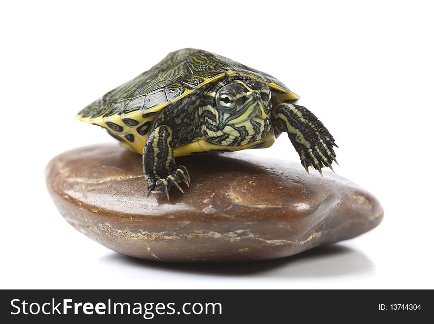 Nice Turtle sitting on stone and isolated on white background