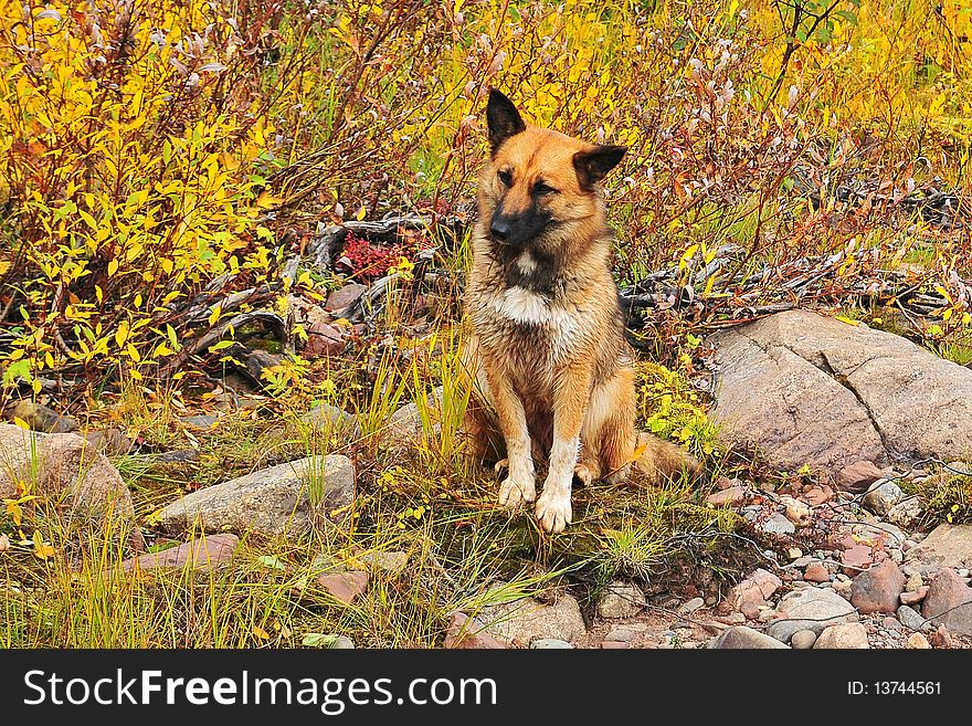 Wild dog on the bank of river wating for a food. Wild dog on the bank of river wating for a food