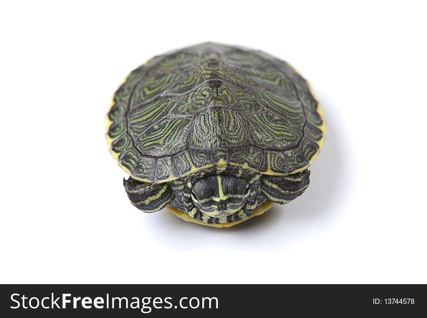 Turtle walking in front of a white background. Turtle walking in front of a white background