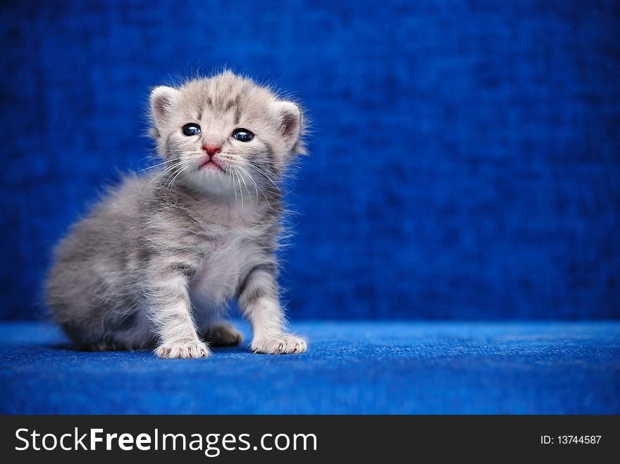 Kitten On A Blue Background