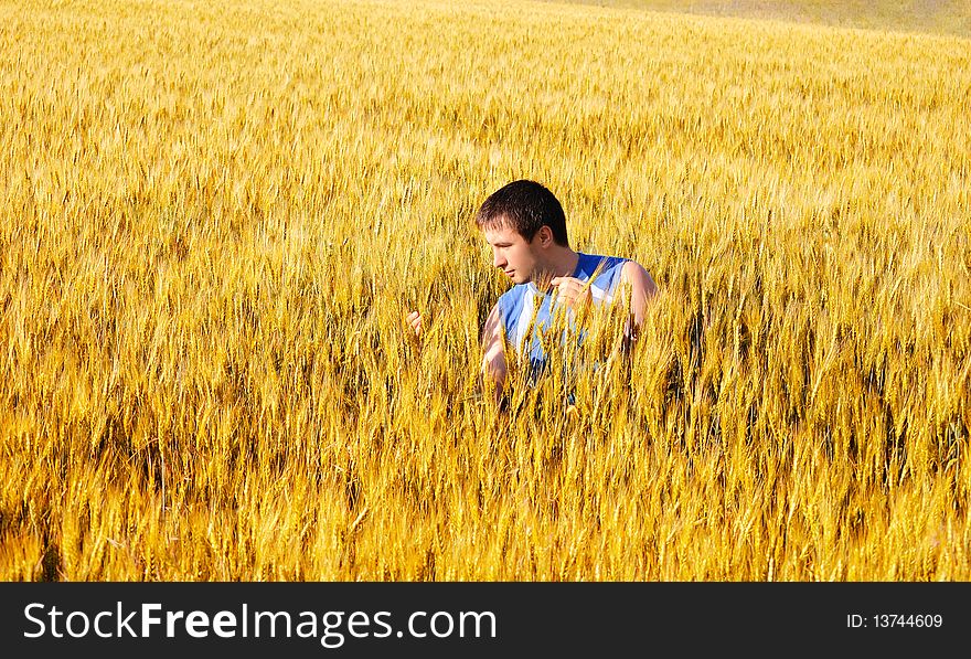 The guy examines wheat ears in an autumn field. The guy examines wheat ears in an autumn field