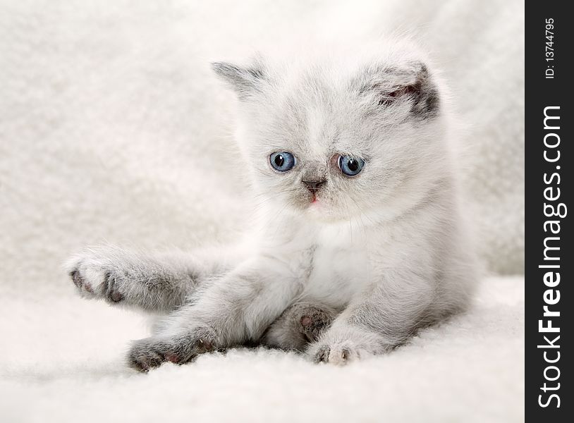 Fluffy blue-eyed sitting kitten on white background. Fluffy blue-eyed sitting kitten on white background