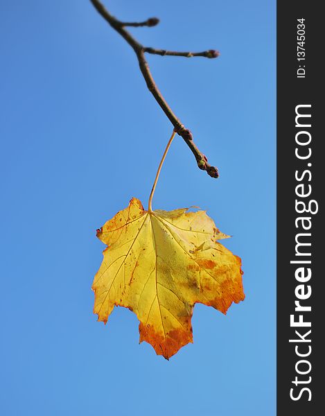 Yellow, autumn leaf of a maple against the pure blue sky. Yellow, autumn leaf of a maple against the pure blue sky