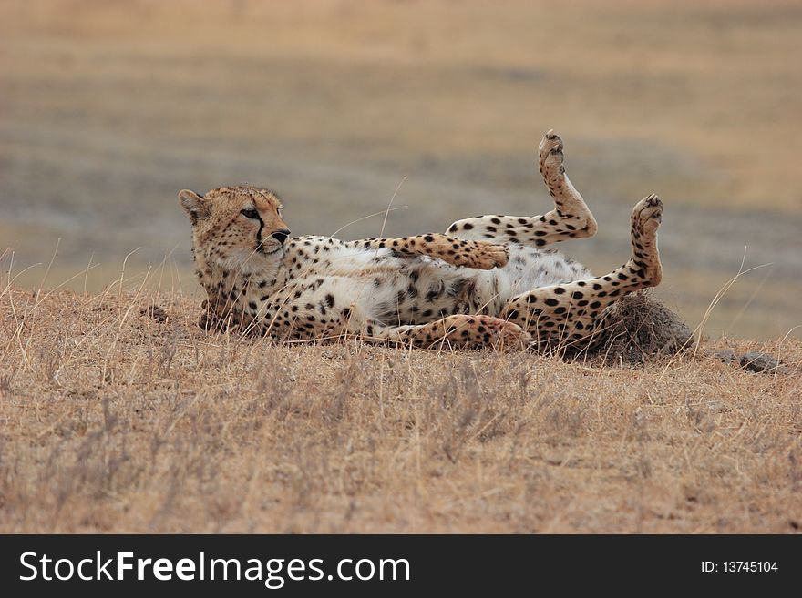 Cheetah playing in the grass with sunlight