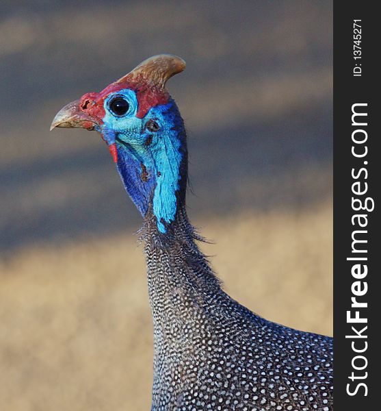 Helmeted Guineafowl