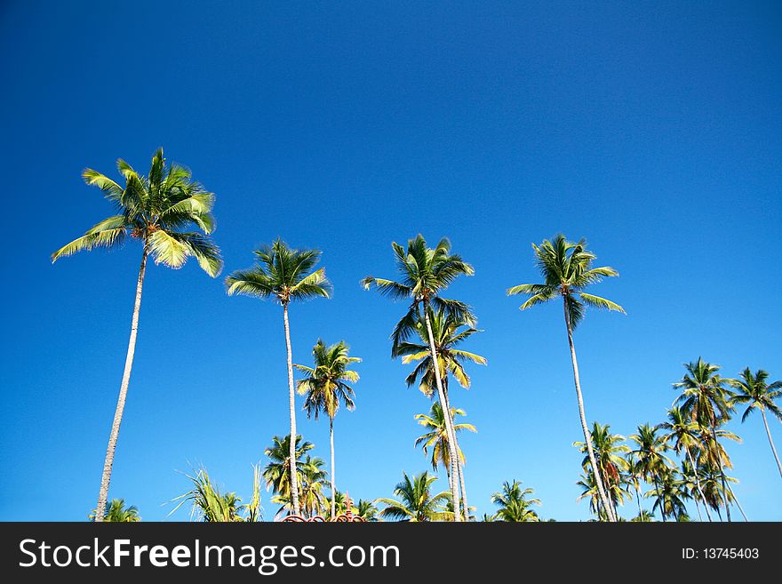 Palms On Sky Background