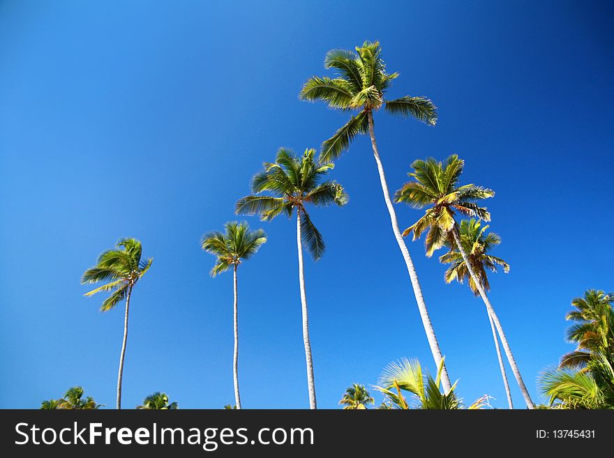 Green Coconut Palms On Blue Sky