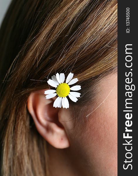 Chamomile flowers into the ears of young ladies with the view that. Chamomile flowers into the ears of young ladies with the view that