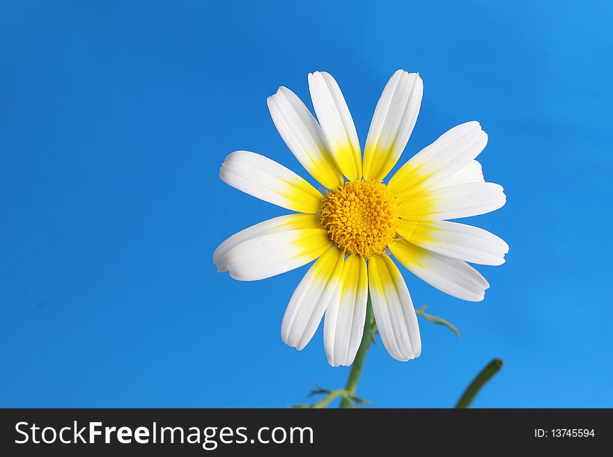 Appearance of a white daisy on a blue background. Appearance of a white daisy on a blue background