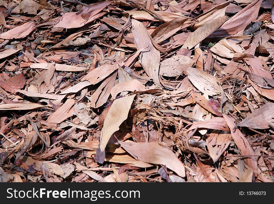 Lot of dry leaf throw at the floor