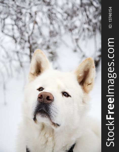 White dog in Snow