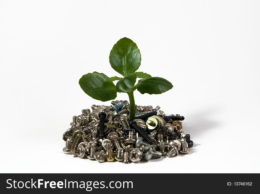 Green plant growing on lot of screws. Green plant growing on lot of screws