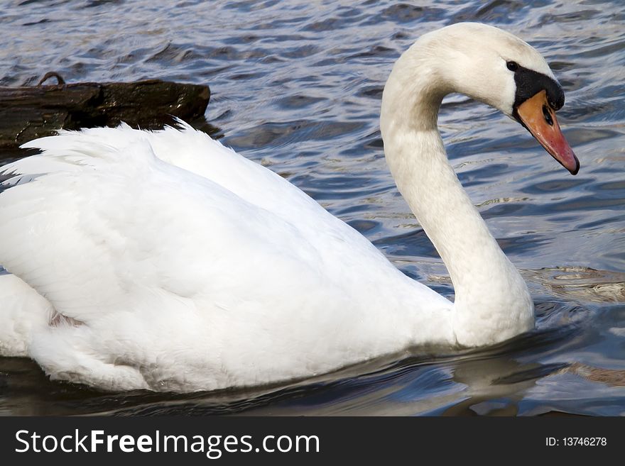 Swan In The River Vltava In Prague. Old Europe