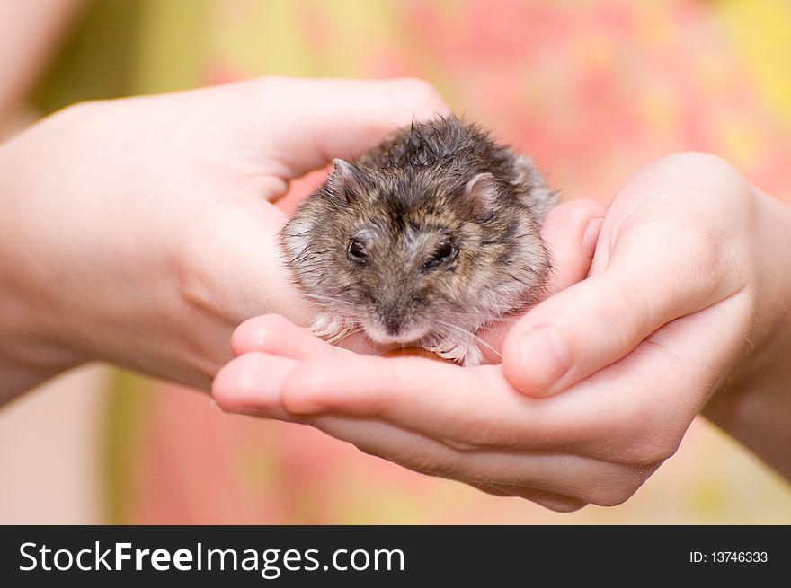 The small angry mouse in the childs hands. The small angry mouse in the childs hands