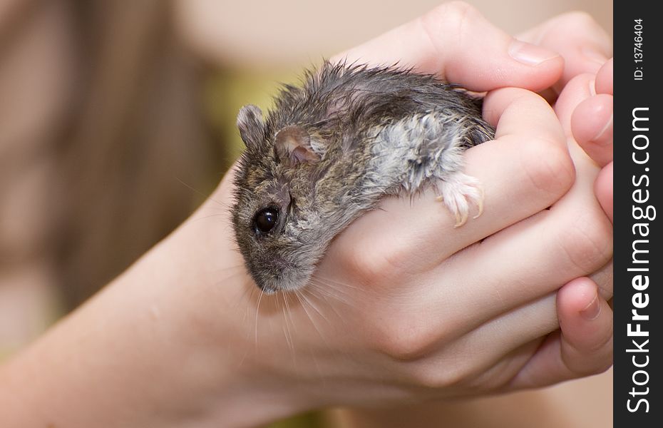 The small mouse in the hands. The small mouse in the hands