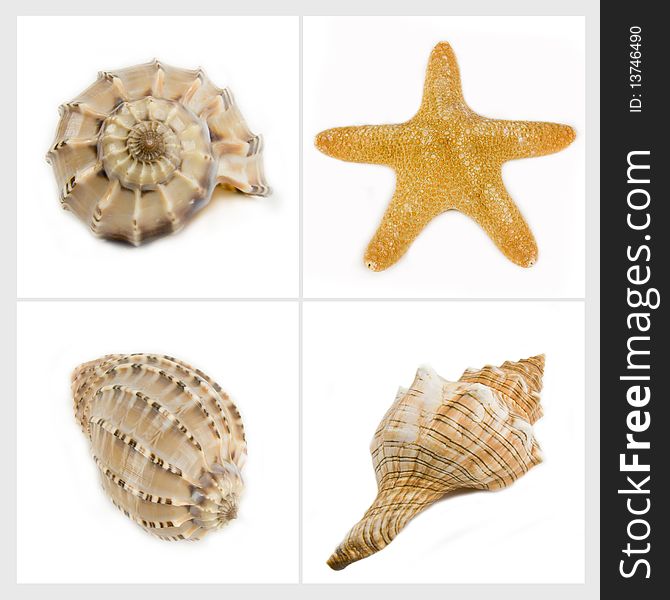 Sea cockleshells and sea star on a white background