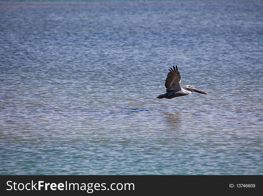 Brown pelican flies low over water. Brown pelican flies low over water